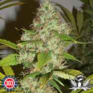 303 Seeds High Country Haze